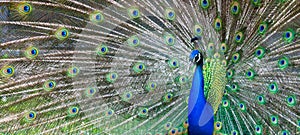 Peacock portrait. Beautiful colourful peackock feather