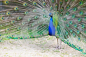 Peacock portrait. Beautiful colourful peackock feather