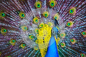 Peacock. Portrait of beautiful peacock with feathers out. Close