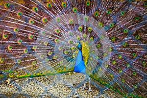 Peacock. Portrait of beautiful peacock with feathers out. Close