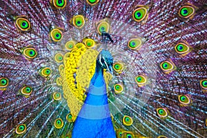 Peacock. Portrait of beautiful peacock with feathers out. Close