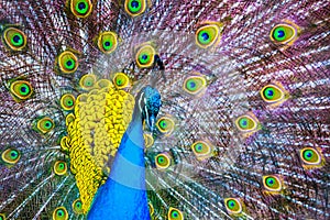 Peacock. Portrait of beautiful peacock with feathers out. Close