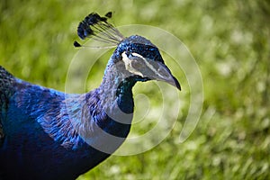 Peacock portrait closeup with blue feathers and beautiful headdress