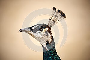 Peacock portrait closeup with green and blue feathers and beautiful headdress