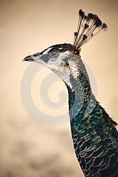 Peacock portrait closeup with green and blue feathers and beautiful headdress