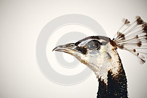 Peacock portrait closeup with headdress