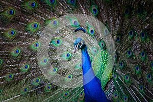 Peacock portrait with fanned tail.