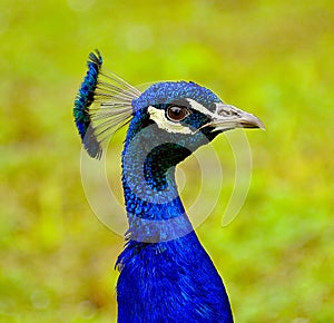 Peacock portrait.