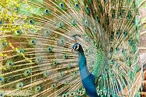 Peacock. Portrait of male peacock displaying his tail feathers.