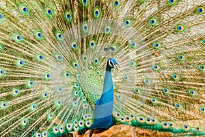 Peacock. Portrait of male peacock displaying his tail feathers.