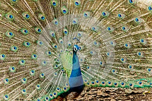 Peacock. Portrait of male peacock displaying his tail feathers.