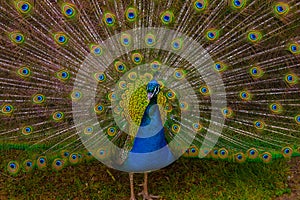 Peacock portrait with plumage