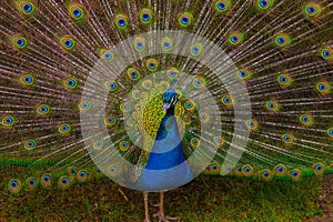 Peacock portrait with plumage photo