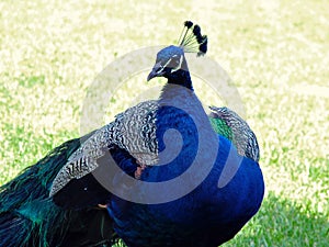 Peacock Posing