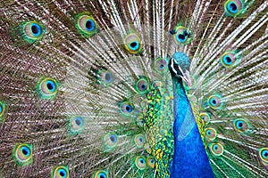 Peacock Poster - Landscape - a beautiful adult male peacock in all its finery