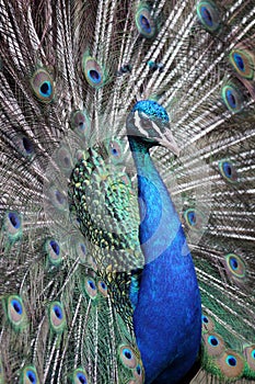 Peacock Poster - Portrait - a beautiful adult male peacock in all its finery