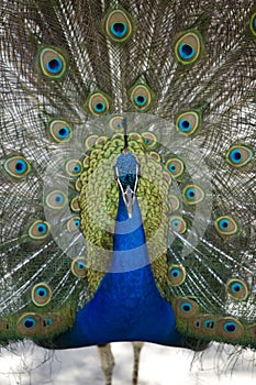 Peacock Presenting 3