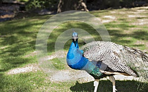 Peacock at Prinknash Bird and Deer Park