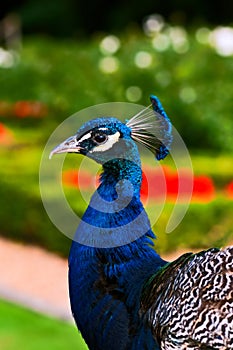 Peacock profile close up single one vertical portrait