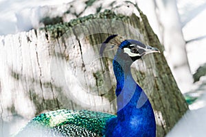 Proud peacock profile