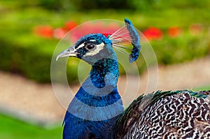 Peacock profile view close up image garden background
