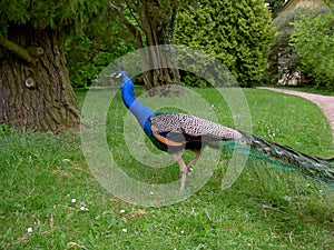 A peacock with a pulled tail feathers is walking on the garden lawn