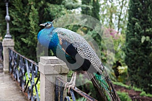 Peacock in rainy park, Alhambra, Granada, Spain