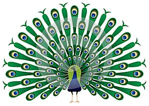 Peacock raise his feathers in