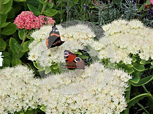 Peacock and Red Admiral Butterfly dancing on white Sedum