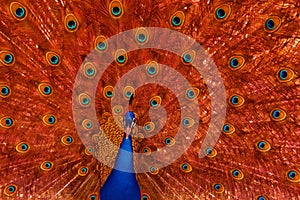 Peacock with red feather display