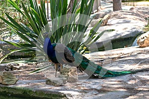 Peacock in the Reina Sofia Dunes park of Guardamar del Segura beach, Alicante. Spain.