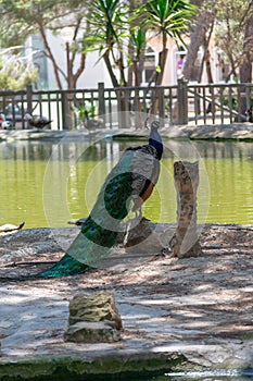 Peacock in the Reina Sofia Dunes park of Guardamar del Segura beach, Alicante. Spain.