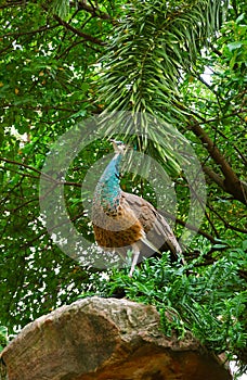 Peacock Relaxing on the Rock of Tropical Garden