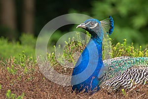 Peacock resting on a sunny afternoon in the botanic gardens of C