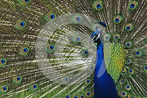 Peacock at Riverbend Park in Jupiter, Florida