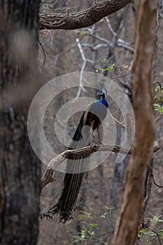 Peacock roaming around in a forrest