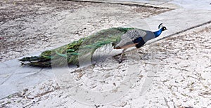 Peacock Roaming Rottnest Island