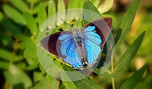Peacock Royal Butterfly Tajuria cippus