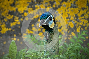 Peacock in a Russian zoo.