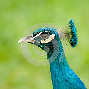 Peacock's Head