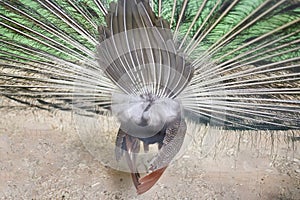 The peacock`s tail, back view