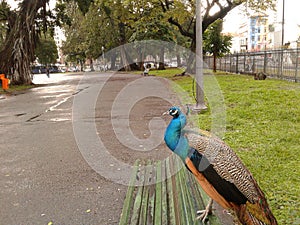 Peacock in Santana Field, Republic Square, Rio de Janeiro, Downtown, Brazil