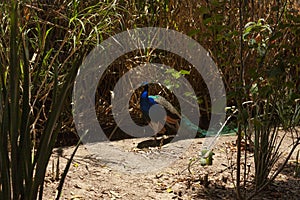 Peacock scientific name: Pavo cristatus.Standing with a long tail with turquoise and blue feathers live bird in conservation