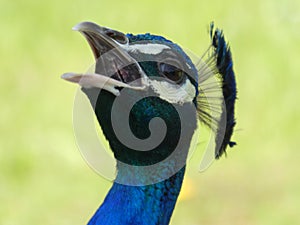 Peacock screaming loud at Bagatelle Park, Paris, France, Europe, April 2019