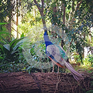 The peacock in the tropical garden photo