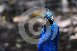 Peacock  photo