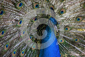 peacock  photo