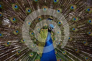 Peacock show