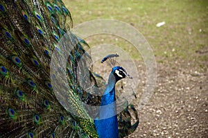 Peacock show