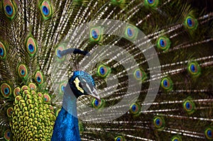 Peacock show